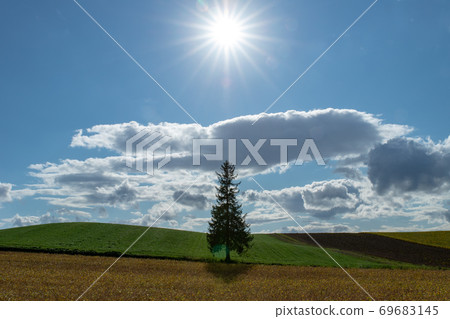 Scenery of Biei Town, Hokkaido Christmas tree tree 69683145