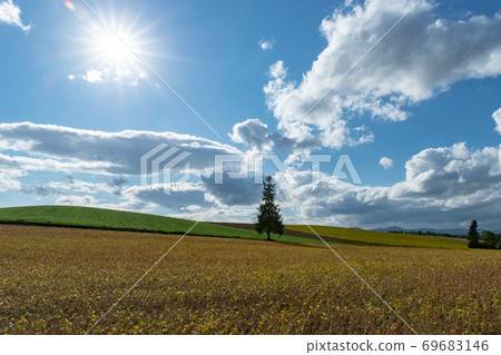 北海道美瑛町的風景聖誕樹 北海道美瑛町的風景聖誕樹 69683146