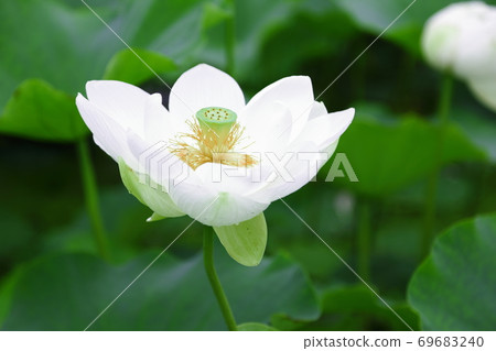 It is a white lotus called Maito lotus taken in the ancient lotus village. 69683240