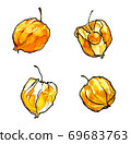 Autumn physalis watercolor isolated on white background 69683763