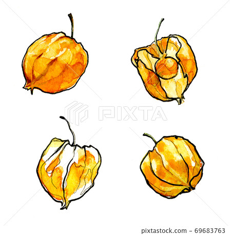 Autumn physalis watercolor isolated on white background 69683763