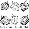 Autumn physalis hand draw black and white 69683764