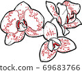 Vector flower orchid. Element for design. 69683766