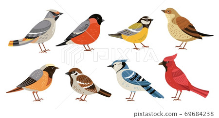 Wild forest birds. Winter wildlife animal, birds chickadee robin cardinal. Isolated wild or garden flat nature nestling vector illustration Wild forest birds. Winter wildlife animal, birds chickadee robin cardinal. Isolated wild or garden flat nature nestling vector illustration 69684238