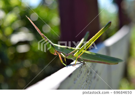Grasshopper on the fence 69684650