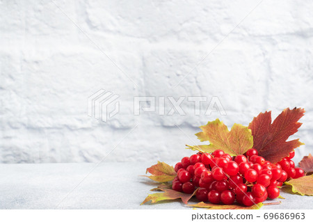 Red berries of fresh viburnum with leaves on a gray concrete background. Copy space. Red berries of fresh viburnum with leaves on a gray concrete background. Copy space. 69686963