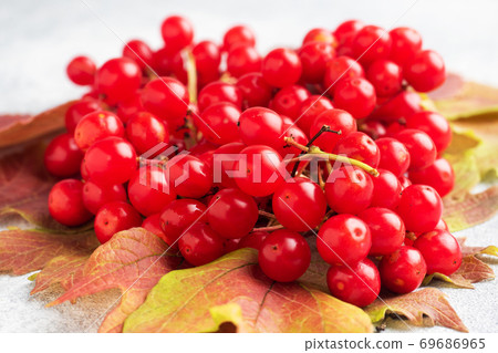 Red berries of fresh viburnum with leaves on a gray concrete background. Close up. Red berries of fresh viburnum with leaves on a gray concrete background. Close up. 69686965