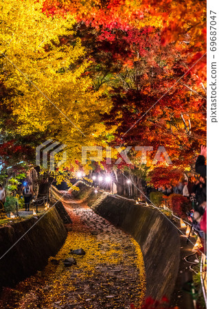 Night display of the colorful trees in autumn at Fujikawaguchiko next to Lake Kawaguchi in Japan Night display of the colorful trees in autumn at Fujikawaguchiko next to Lake Kawaguchi in Japan 69687047