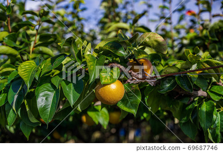 秋味梨果 69687746