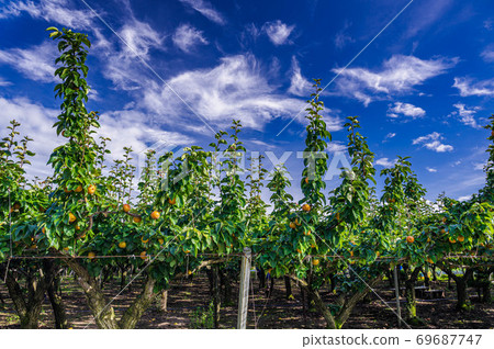 梨樹在果園裡的收穫時間 69687747