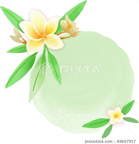 Frangipani yellow flowers Frangipani yellow flowers 69687957
