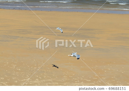 Two beautiful seagulls fly in stormy weather on the background of a sandy beach and ocean surf with waves 69688151