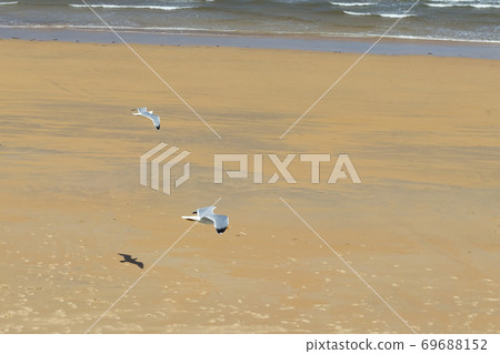 Two beautiful seagulls fly in stormy weather on the background of a sandy beach and ocean surf with waves 69688152