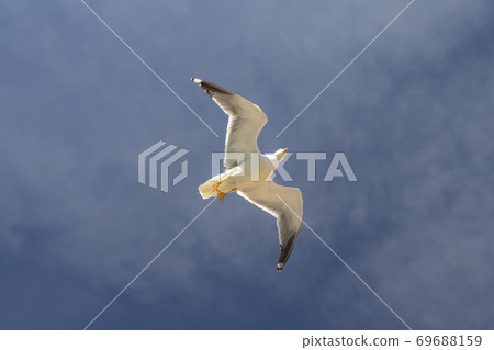 A beautiful gull is flying against the blue sky with cirrus clouds. Swings his wings. Hung yellow paws A beautiful gull is flying against the blue sky with cirrus clouds. Swings his wings. Hung yellow paws 69688159