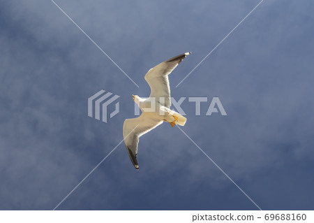 A beautiful gull is flying against the blue sky with cirrus clouds. Swings his wings. Hung yellow paws A beautiful gull is flying against the blue sky with cirrus clouds. Swings his wings. Hung yellow paws 69688160