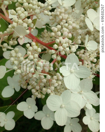 Hydrangea anomala flowers. The beautiful white flowers. 69688267