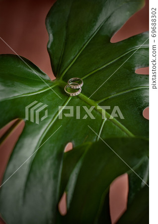 Two wedding rings on a green monstera leaf. 69688302