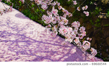 Cherry blossoms 69688544