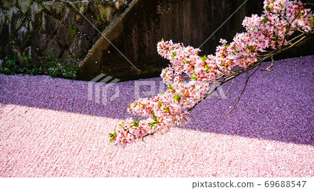 櫻花 櫻花 69688547