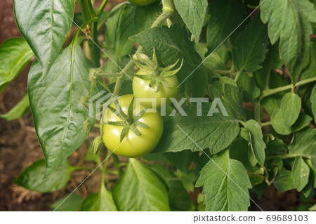 green tomatoes growing on the branches. 69689103