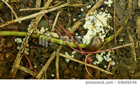 Spanish slug eggs nest hatchery hatch pest Arion vulgaris egg-laying white laying snail parasitizes moving garden, eating ripe plant crops. Invasive slug native Spain, parasitizes on leaf vegetables 69689248