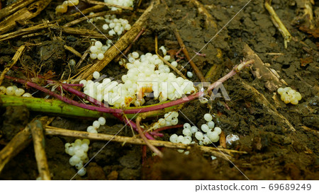 Spanish slug eggs nest hatchery hatch pest Arion vulgaris egg-laying white laying snail parasitizes moving garden, eating ripe plant crops. Invasive slug native Spain, parasitizes on leaf vegetables 69689249