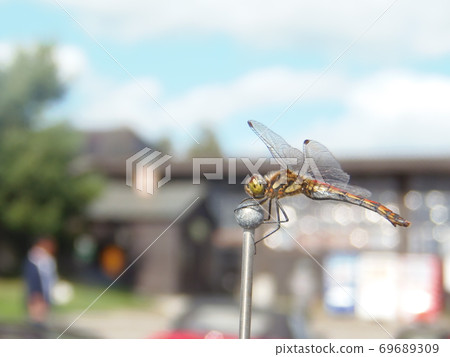 Dragonfly stuck to car antenna 69689309