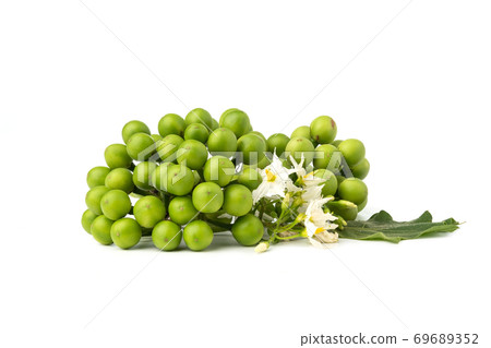 Turkey berry or Pea eggplant or Solanum torvum isolated on white background 69689352