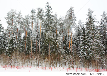 Fenced ski slope in winter forest 69689942