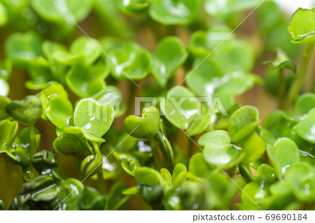 Microgreen. Young sprouts of mustard. Healthly food. Microgreen. Young sprouts of mustard. Healthly food. 69690184