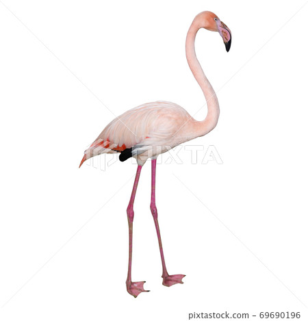 Pink flamingo isolated on white background. Beautiful bird. Pink flamingo isolated on white background. Beautiful bird. 69690196