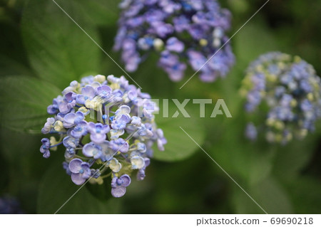 Hydrangea three brothers 69690218