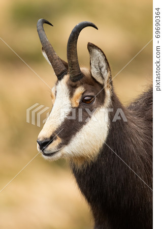 Close-up of tatra chamois looking in mountains in autumn nature. Close-up of tatra chamois looking in mountains in autumn nature. 69690364