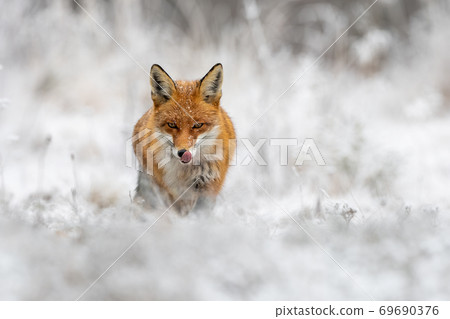 Red fox hunting on meadow in wintertime nature. Red fox hunting on meadow in wintertime nature. 69690376