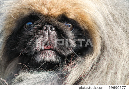 Pekingese dog portrait close up 69690377