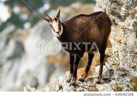 Tatra chamois standing on rock mountains in winter time. Tatra chamois standing on rock mountains in winter time. 69690386