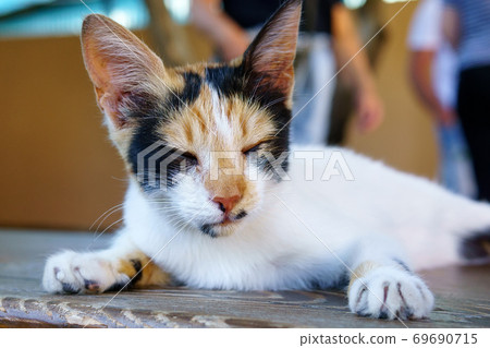 Portrait stray cat sleeps on a bench. Animal protection and adoption concept. selective focus Portrait stray cat sleeps on a bench. Animal protection and adoption concept. selective focus 69690715