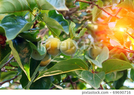 green small Persimmon on the trees. growing organic fruit in the garden. close-up selective focus green small Persimmon on the trees. growing organic fruit in the garden. close-up selective focus 69690716