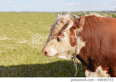 bull's head close-up on the background of a green summer meadow and forest, dairy product concept 69690733