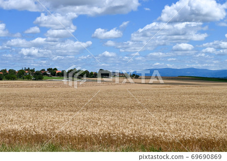 夏末的麥田 69690869