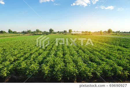Plantation landscape of green potato bushes. European organic farming. Growing food on the farm. Growing care and harvesting. Agroindustry and agribusiness. Selective focus Plantation landscape of green potato bushes. European organic farming. Growing food on the farm. Growing care and harvesting. Agroindustry and agribusiness. Selective focus 69690927