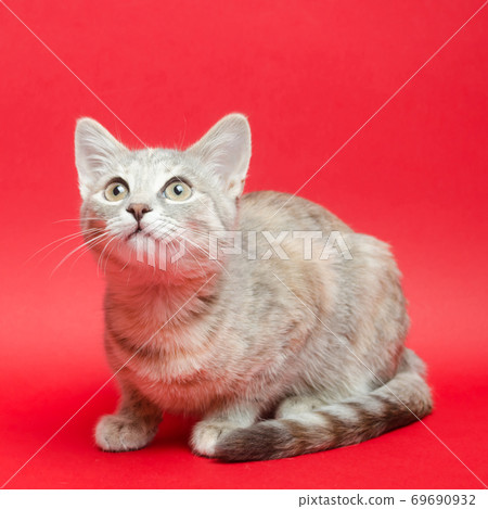 Gray tabby cat on a red background. Animal portrait. Pet. Place for text. 69690932