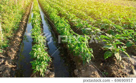 Irrigation and growing young pepper in the field. Watering of agricultural crops. Farming and agriculture. Agroindustry and agribusiness. Countryside. Irrigation and growing young pepper in the field. Watering of agricultural crops. Farming and agriculture. Agroindustry and agribusiness. Countryside. 69690957