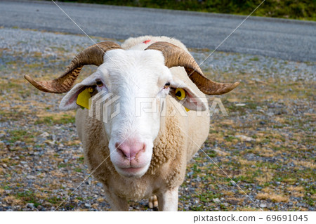Cute male sheep Cute male sheep 69691045