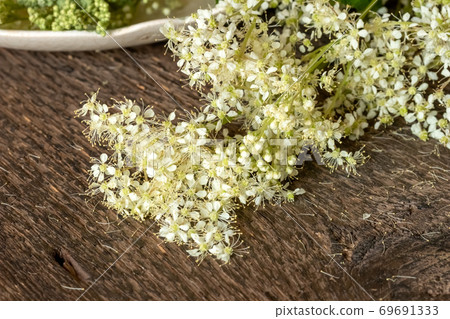 Closeup of fresh blooming meadowsweet plant Closeup of fresh blooming meadowsweet plant 69691333