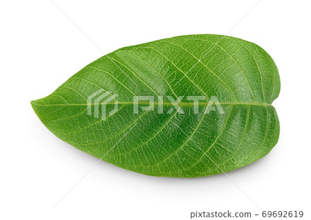 walnut leaf isolated on a white background with clipping path and full depth of field. Top view. Flat lay walnut leaf isolated on a white background with clipping path and full depth of field. Top view. Flat lay 69692619