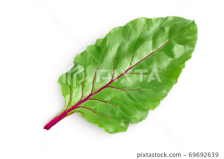 Beetroot leaf isolated on white background with clipping path and full depth of field. Top view. Flat lay Beetroot leaf isolated on white background with clipping path and full depth of field. Top view. Flat lay 69692639