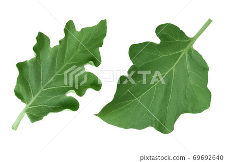 eggplant leaf isolated on white background with clipping path and full depth of field. Top view. Flat lay 69692640