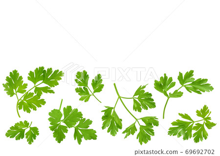 Parsley leaves isolated on white background with copy space for your text. . Top view. Flat lay. Parsley leaves isolated on white background with copy space for your text. . Top view. Flat lay. 69692702