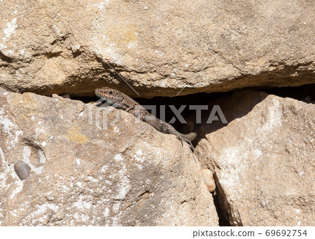 Lizard.  A lizard emerges into the sunlight from its rocky hiding place in southern Turkey. 69692754